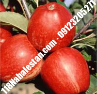نهال سیب m109 پیوندی | خرید نهال سیب m109 پیوندی | فروش نهال سیب m109 پیوندی | قیمت نهال سیب m109 پیوندی