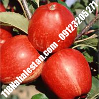 نهال سیب m109 پیوندی خرید نهال سیب m109 پیوندی فروش نهال سیب m109 پیوندی قیمت نهال سیب m109 پیوندی