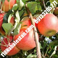 نهال سیب m111 پیوندی خرید نهال سیب m111 پیوندی فروش نهال سیب m111 پیوندی قیمت نهال سیب m111 پیوندی