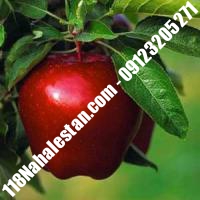 نهال سیب m7 پیوندی خرید نهال سیب m7 پیوندی فروش نهال سیب m7 پیوندی قیمت نهال سیب m7 پیوندی