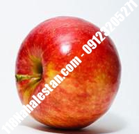 نهال سیب گلشاهی پیوندی | خرید نهال سیب گلشاهی پیوندی | فروش نهال سیب گلشاهی پیوندی | قیمت نهال سیب گلشاهی پیوندی